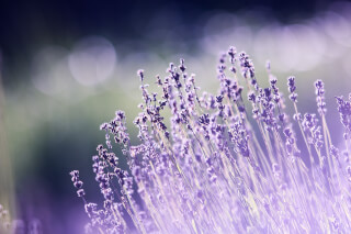 aromatherapy-beautiful-blooming-blur