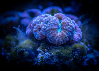 blue-sea-anemone