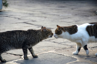 Cats of Greece