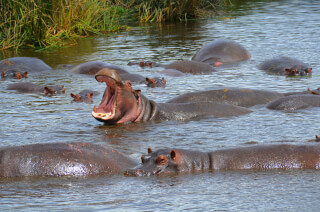 Hippos cooling off in the water at Ngorongoro Crater. Aug 2014