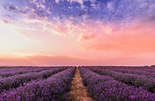 photo-lavender-flower-field-under-pink-sky